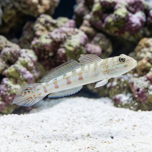 Diamond Goby