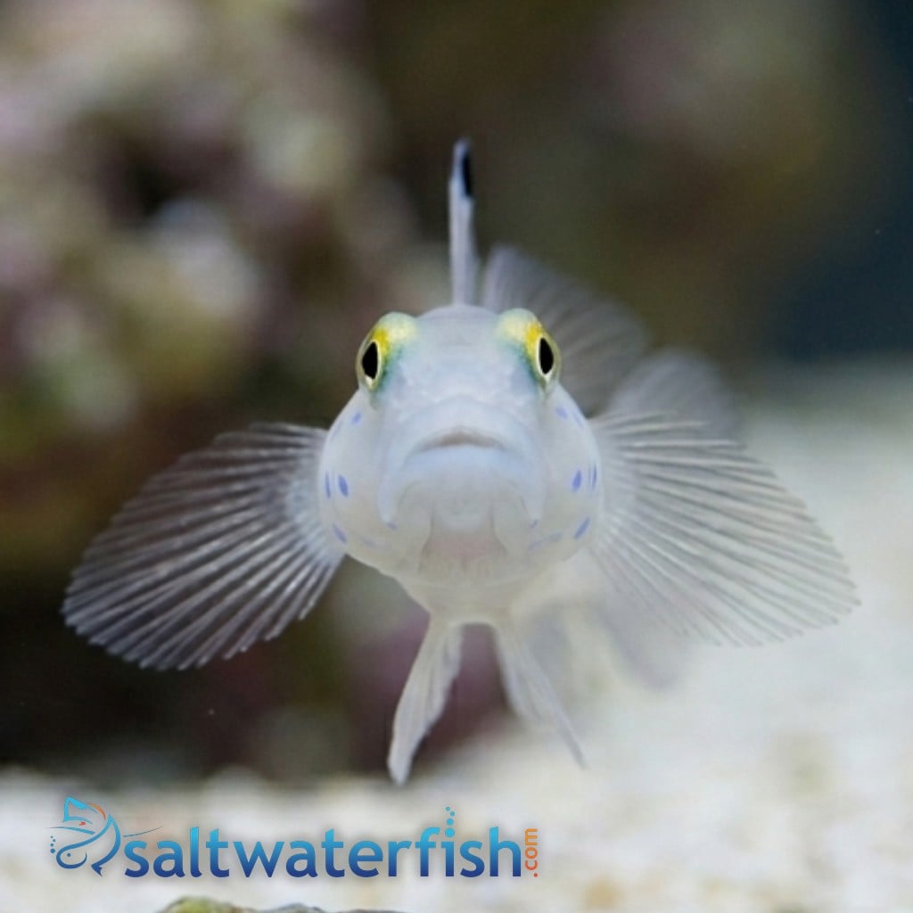Sleeper Blue Dot Goby