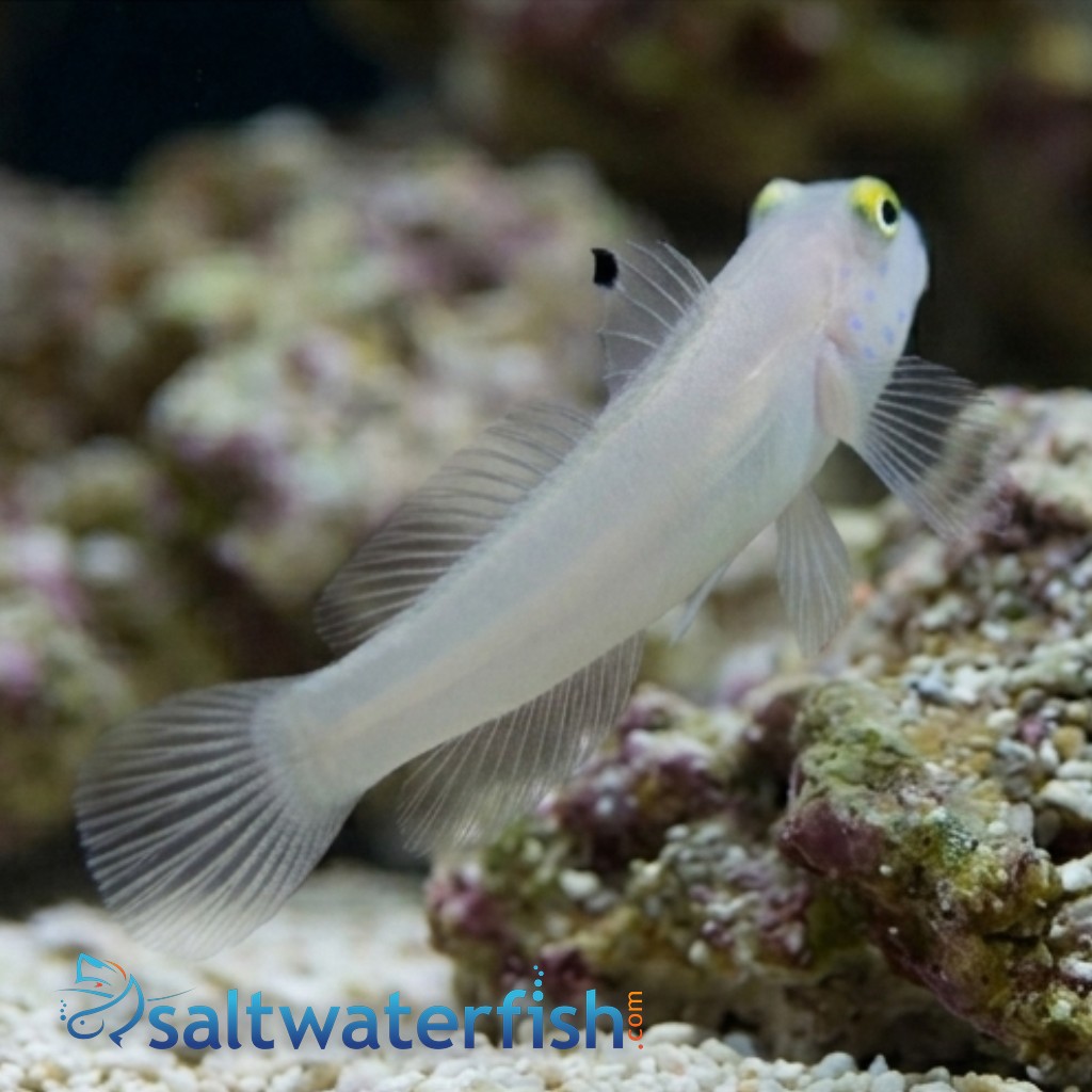 Sleeper Blue Dot Goby
