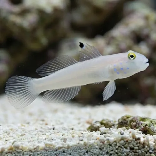 Sleeper Blue Dot Goby