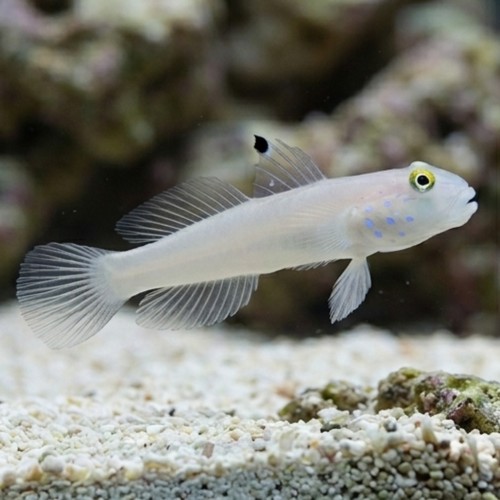 Sleeper Blue Dot Goby - MAC Certified