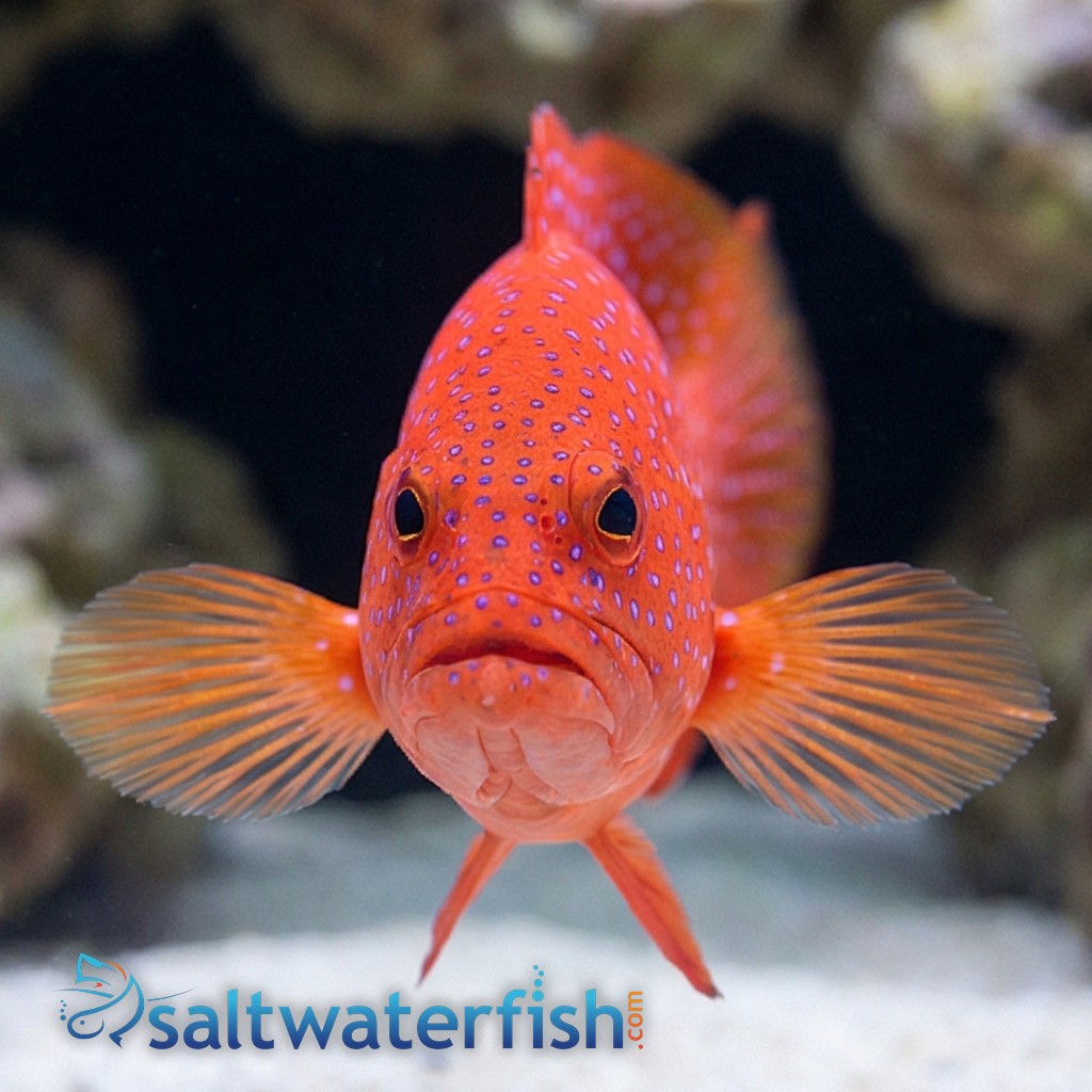 White Edge Lyretail Grouper 