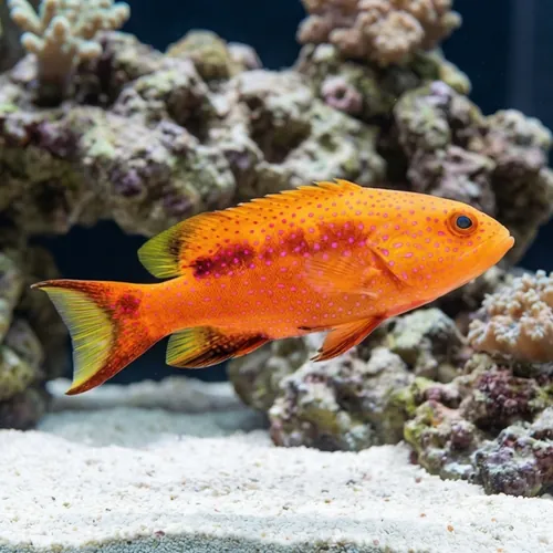 Lyretail Grouper - MAC Certified