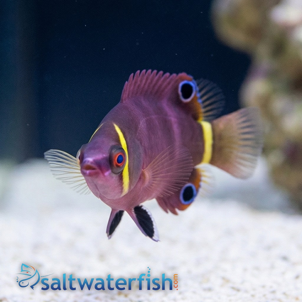 Yellow Banded Possum Wrasse