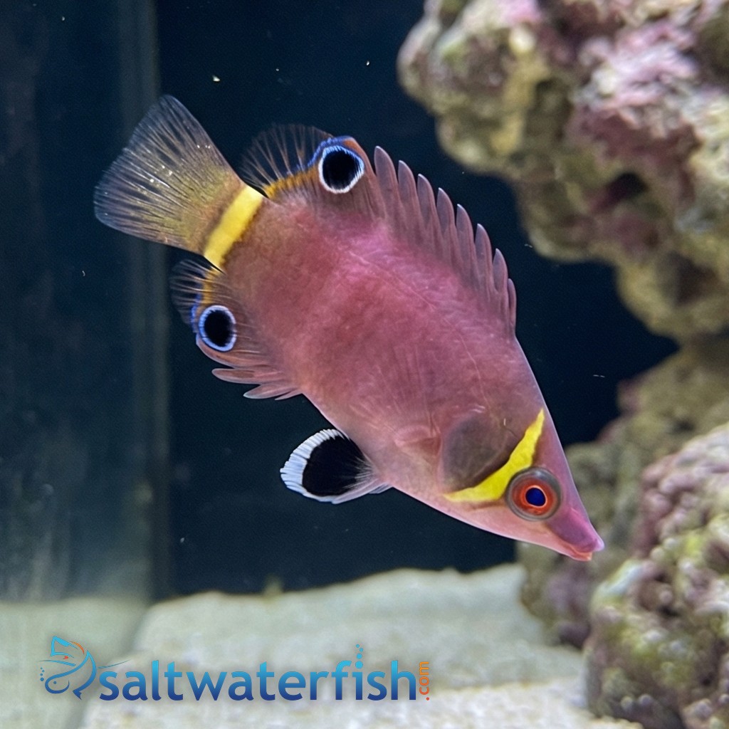 Yellow Banded Possum Wrasse