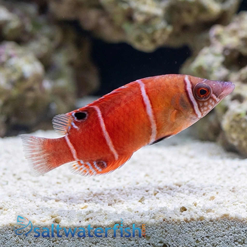 Red Pygmy Possum Wrasse