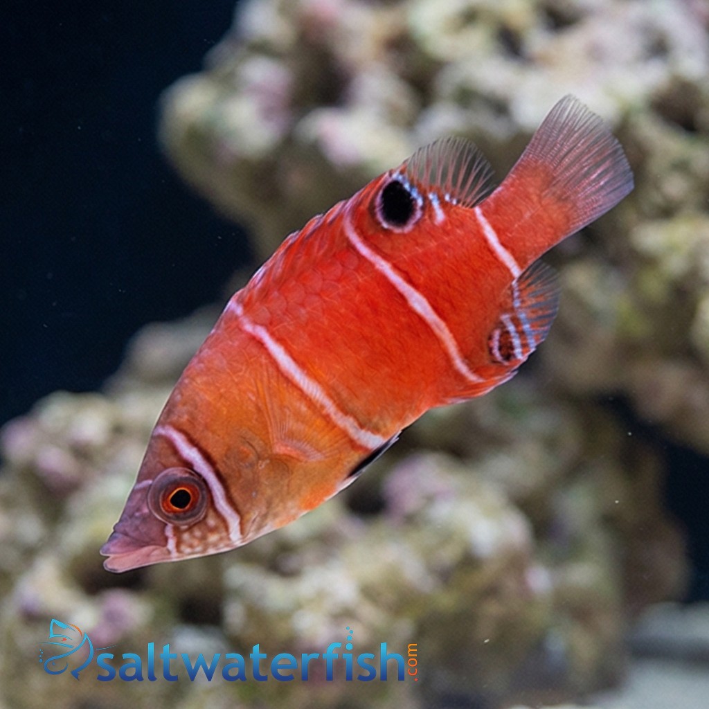 Red Pygmy Possum Wrasse