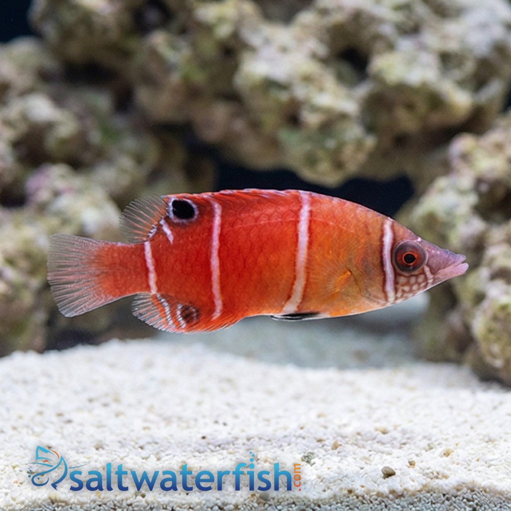 Red Pygmy Possum Wrasse