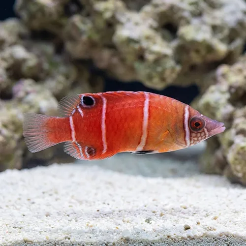 Red Pygmy Possum Wrasse