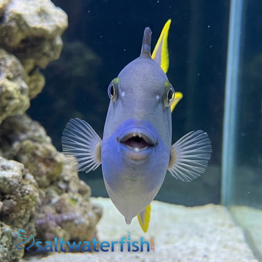 Blue Throat Trigger: Male