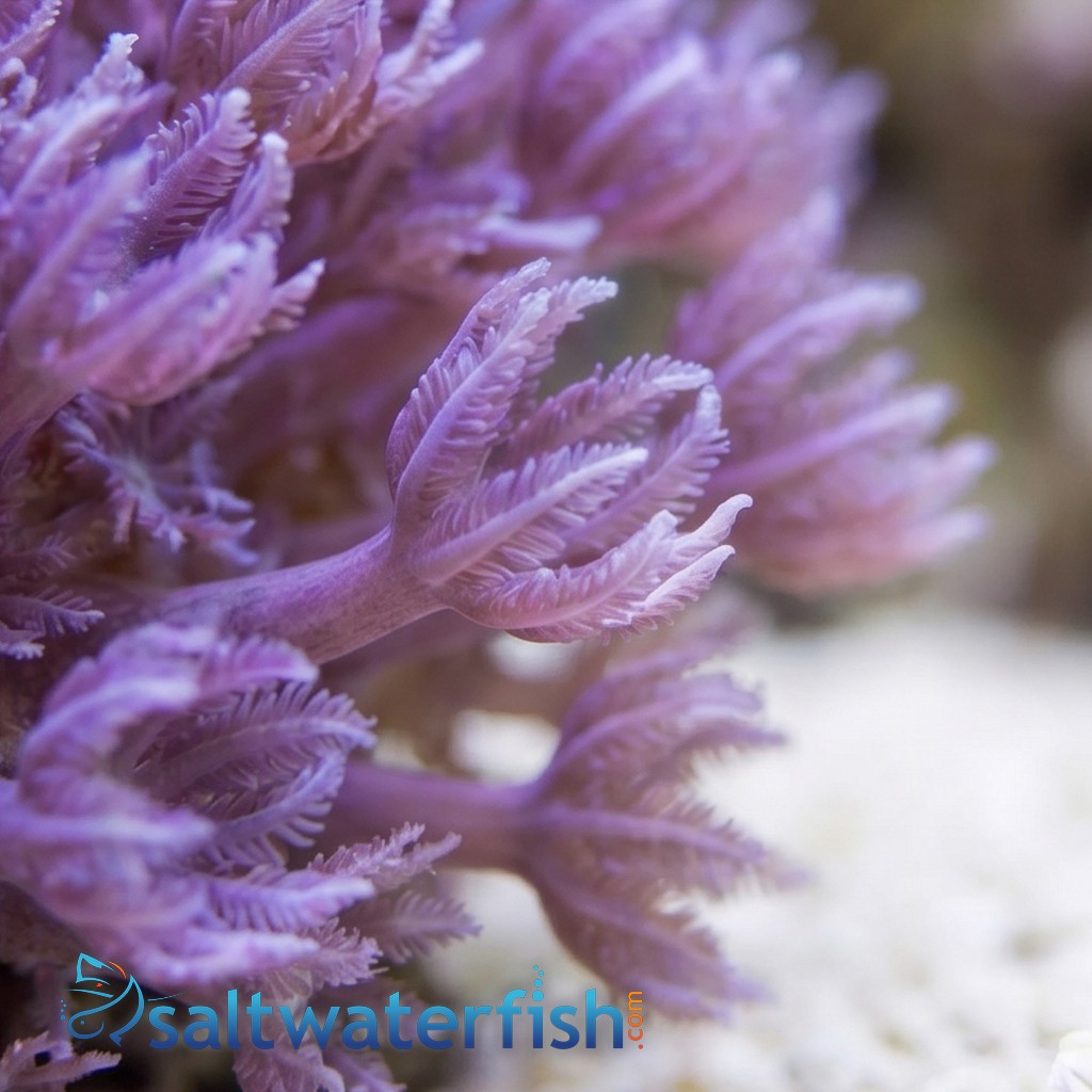 Pom Pom Xenia: Pumping - Indo Pacific