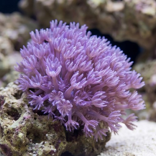 Pom Pom Xenia: Pumping - Indo Pacific
