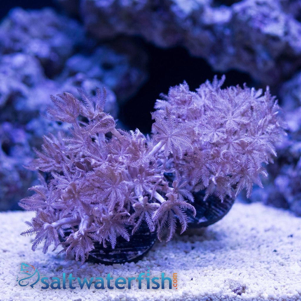 Pom Pom Xenia: Pumping - Aquacultured