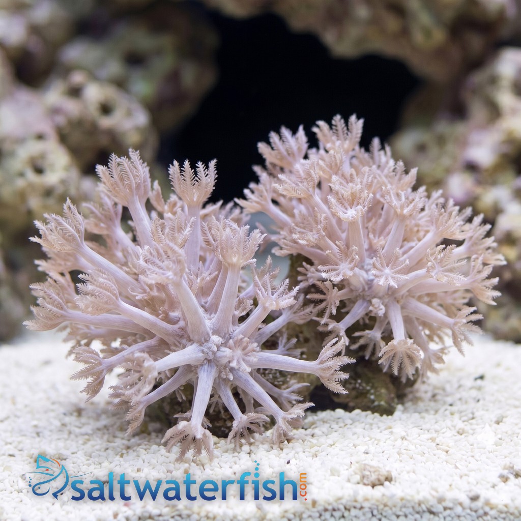 Pom Pom Xenia: Pumping - Aquacultured
