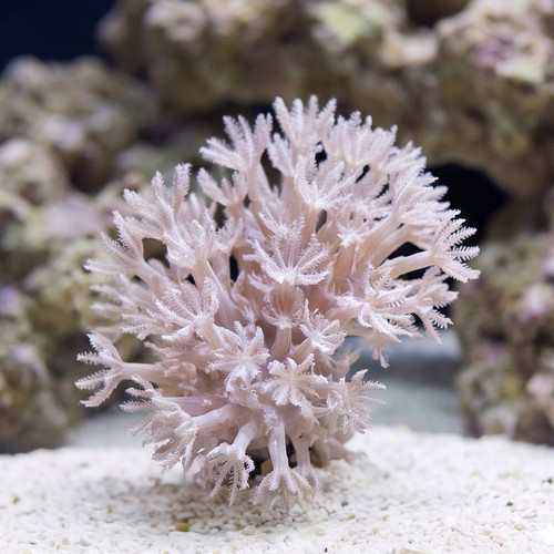 Pom Pom Xenia: Pumping - Aquacultured