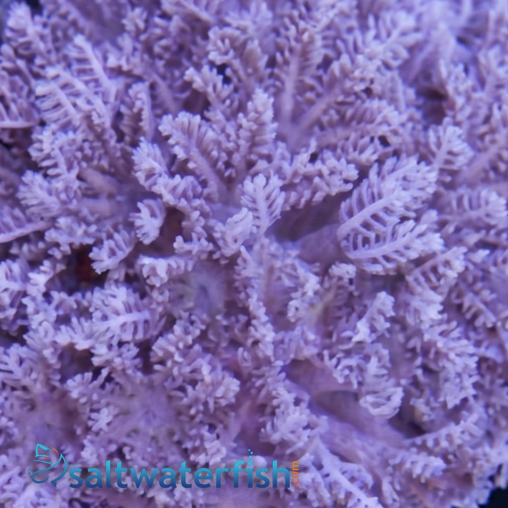 Pom Pom Xenia: Pumping