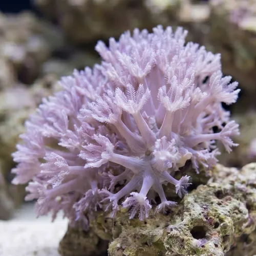 Pom Pom Xenia: Pumping