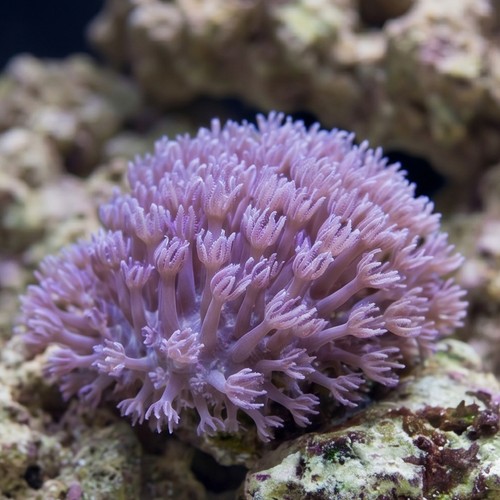 Pom Pom Xenia: Pumping - Fiji