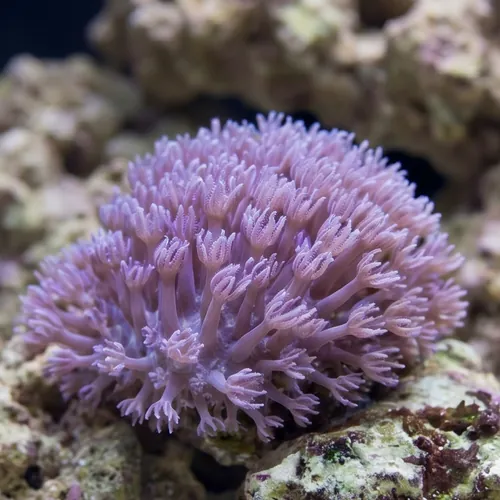 Pom Pom Xenia: Pumping - Fiji