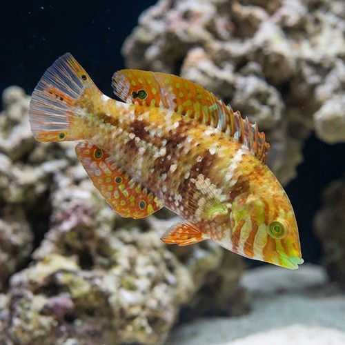 Finspot Wrasse - Melanesia