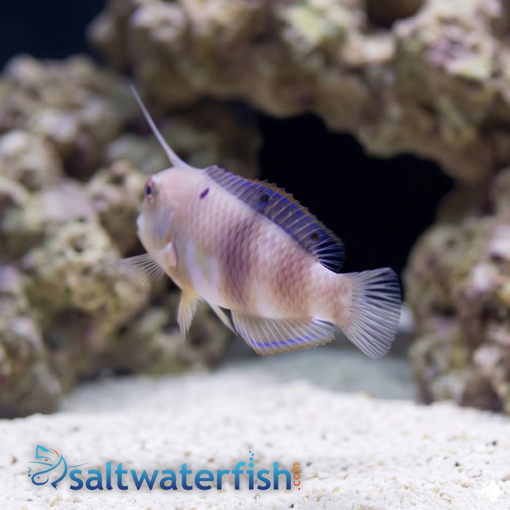 Halstead's Wrasse