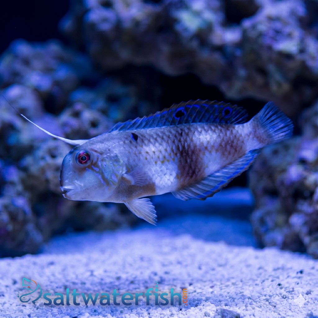Halstead's Wrasse