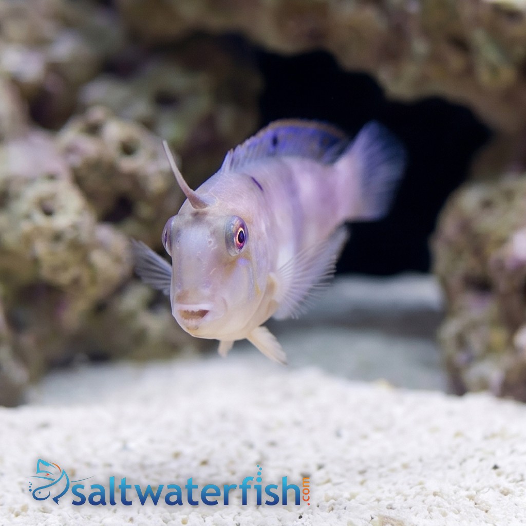Halstead's Wrasse