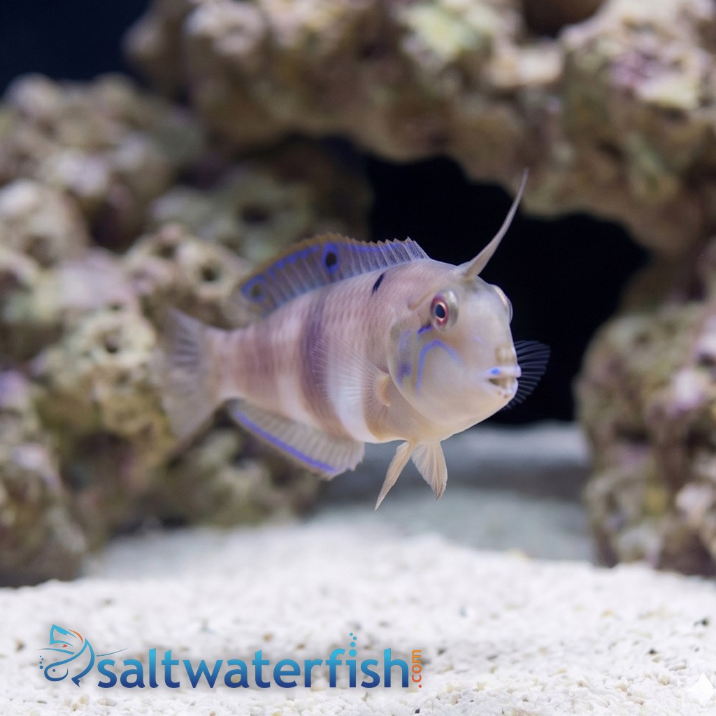 Halstead's Wrasse
