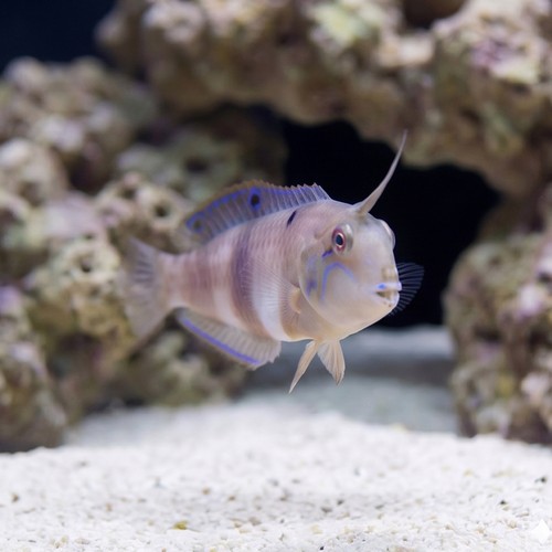 Halstead's Wrasse