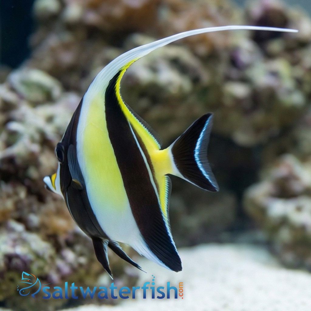 Moorish Idol