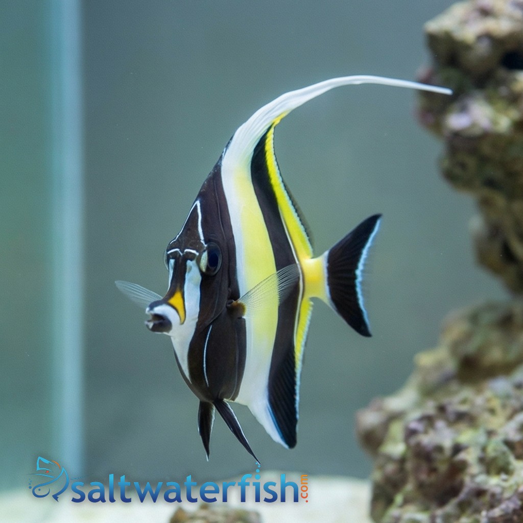 Moorish Idol