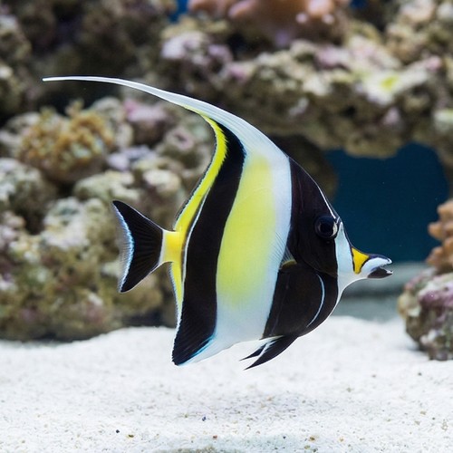 Moorish Idol