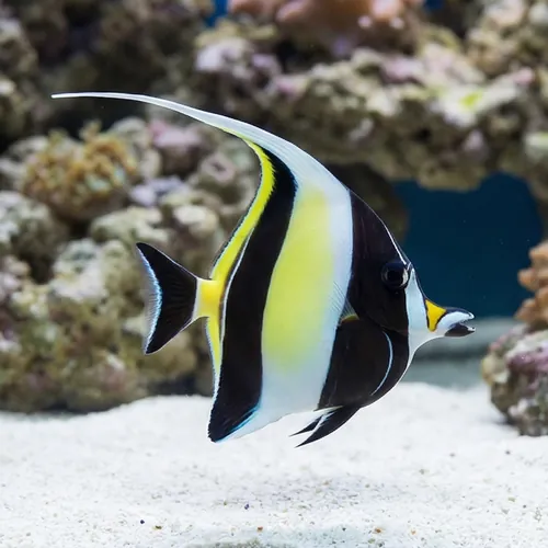 Moorish Idol