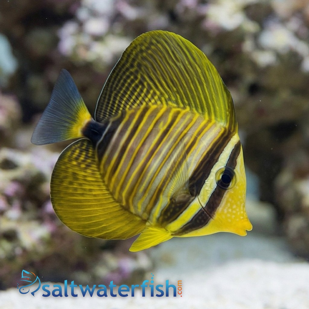 Desjardinii Sailfin Tang