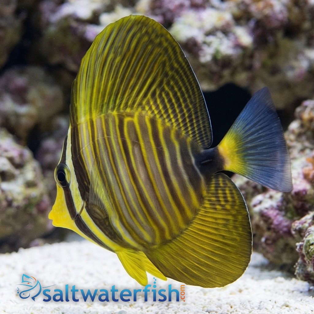 Desjardinii Sailfin Tang
