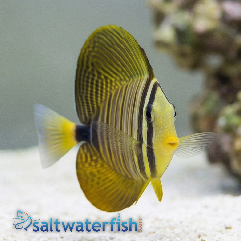 Desjardinii Sailfin Tang - South Asia