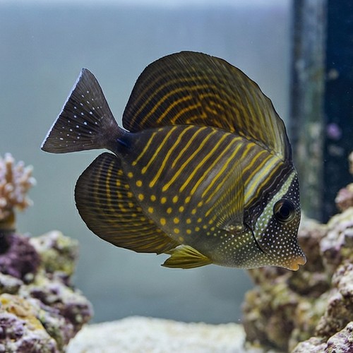 Desjardinii Sailfin Tang - South Asia