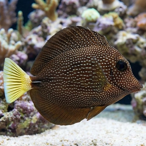 Gem Tang - Africa