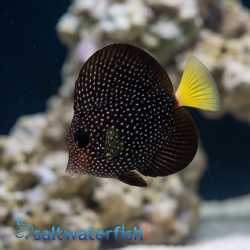 Gem Tang - Captive Bred
