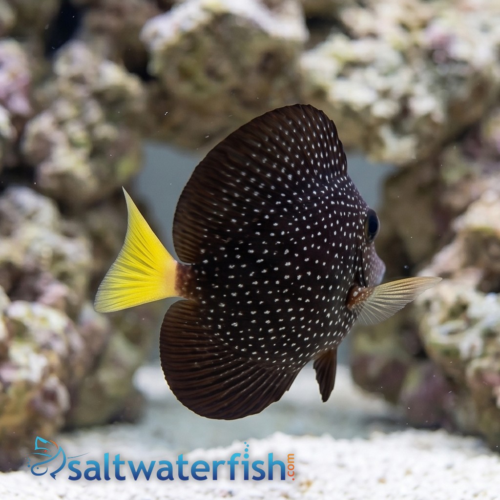 Gem Tang - Captive Bred