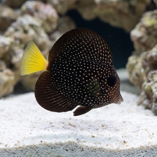 Gem Tang - Captive Bred