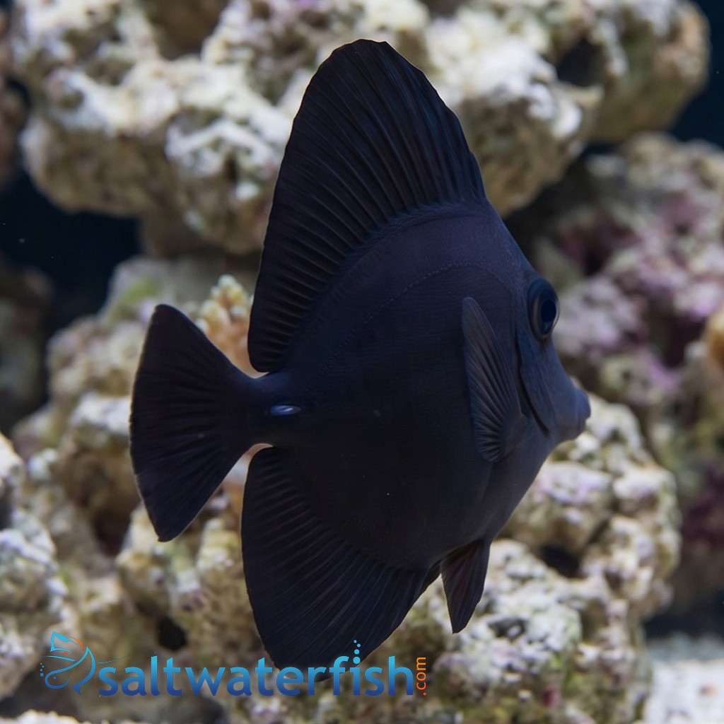 Black Tang