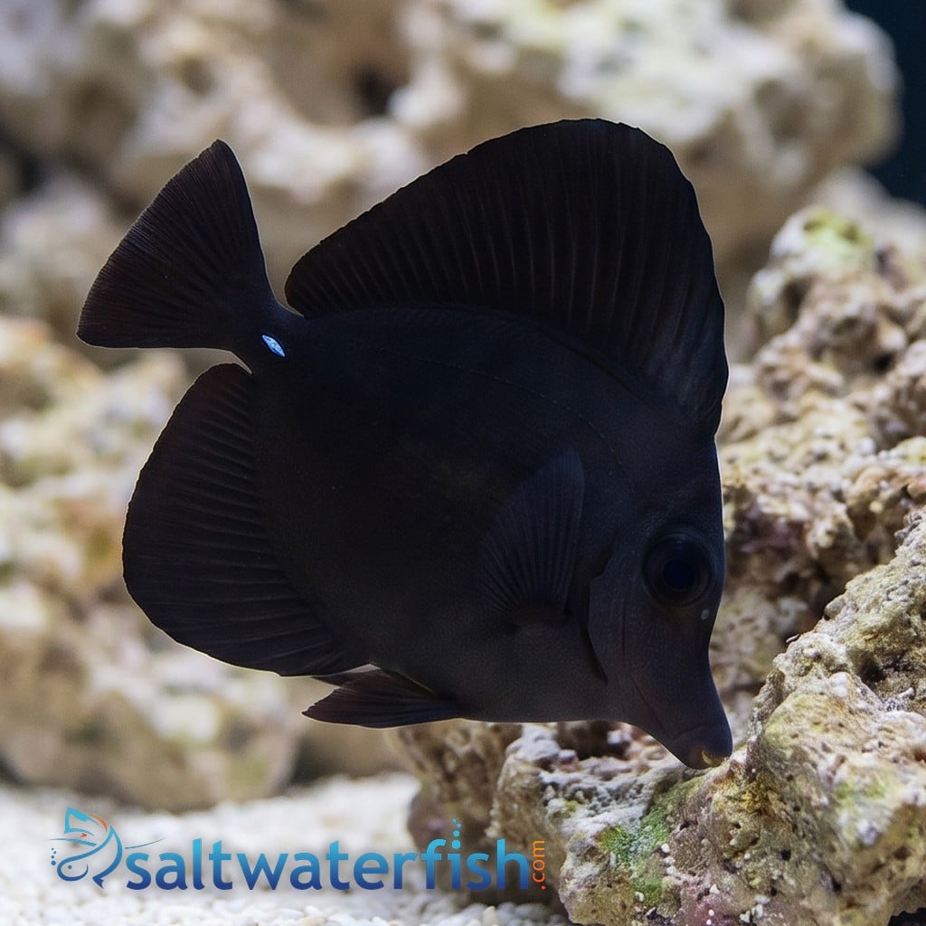 Black Tang