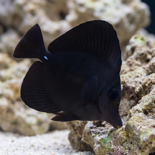 Black Tang