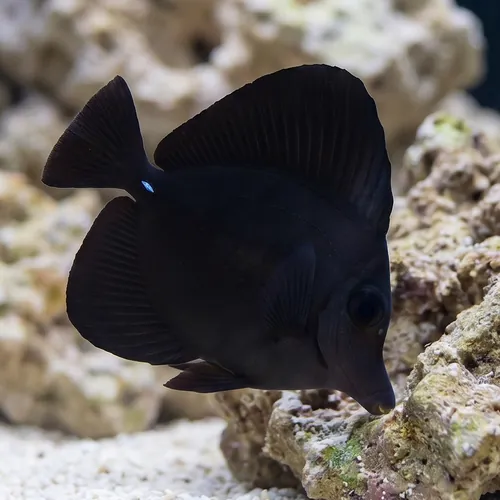Black Tang