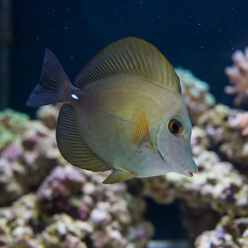 Scopas Tang - Fiji - MAC Certified