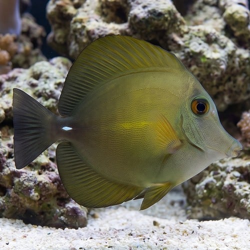 Scopas Tang