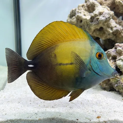 Blue Face Koi Tang - Red Sea
