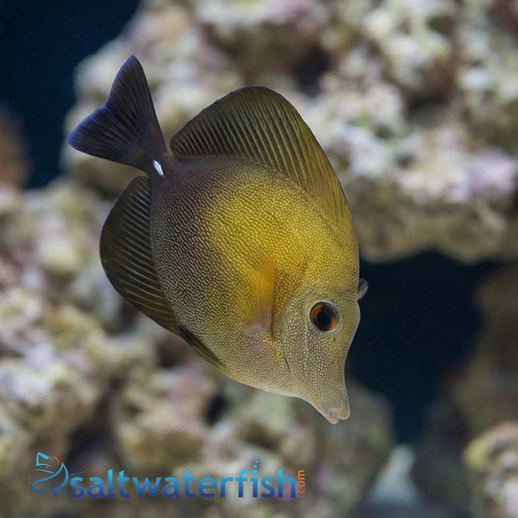 Yellow Scopas Tang