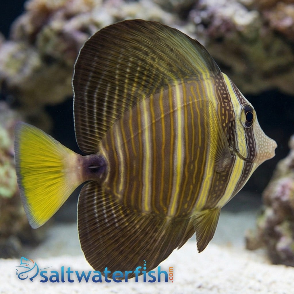 Sailfin Tang - Fiji - MAC Certified